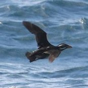 Rhinoceros Auklet
